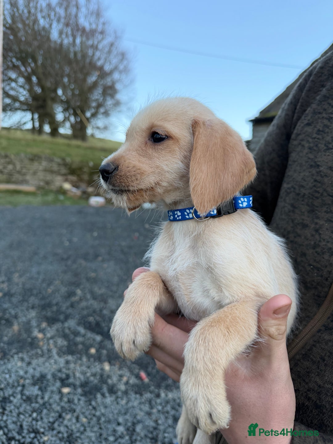 Mixed Breed dogs for sale: Stunning Labrador Pointer Puppies – Ready to go - Advert 23