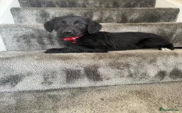 Mixed Breed dogs for sale: Lurcher puppies  - Image 17