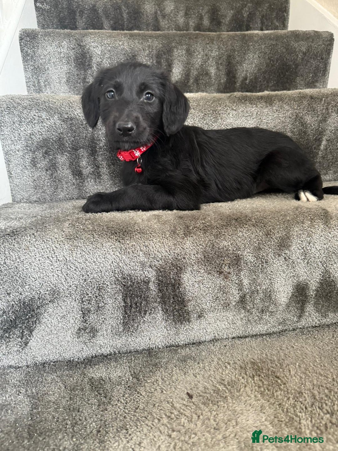 Mixed Breed dogs for sale: Lurcher puppies  - Image 17