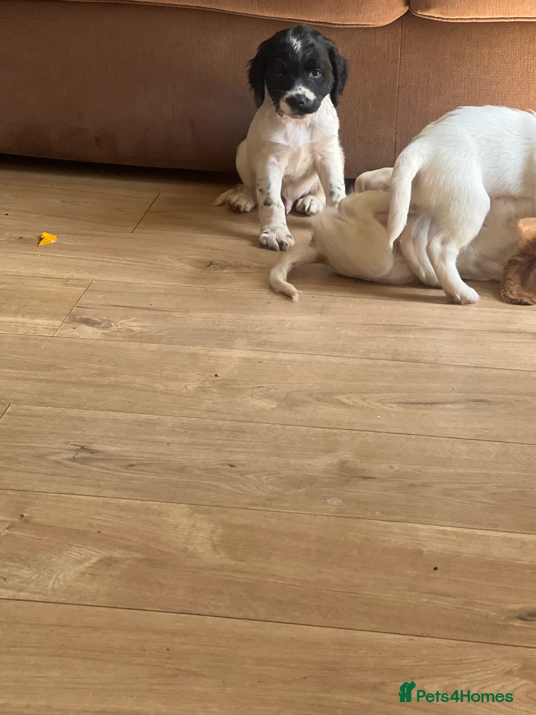 Cocker Spaniel dogs for sale: Kc registered cocker spaniel puppies in Gillingham - Advert 1