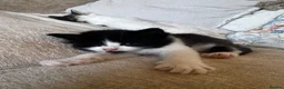 Mixed Breed cats for sale: Beautiful Baby Kittens  - Advert 11