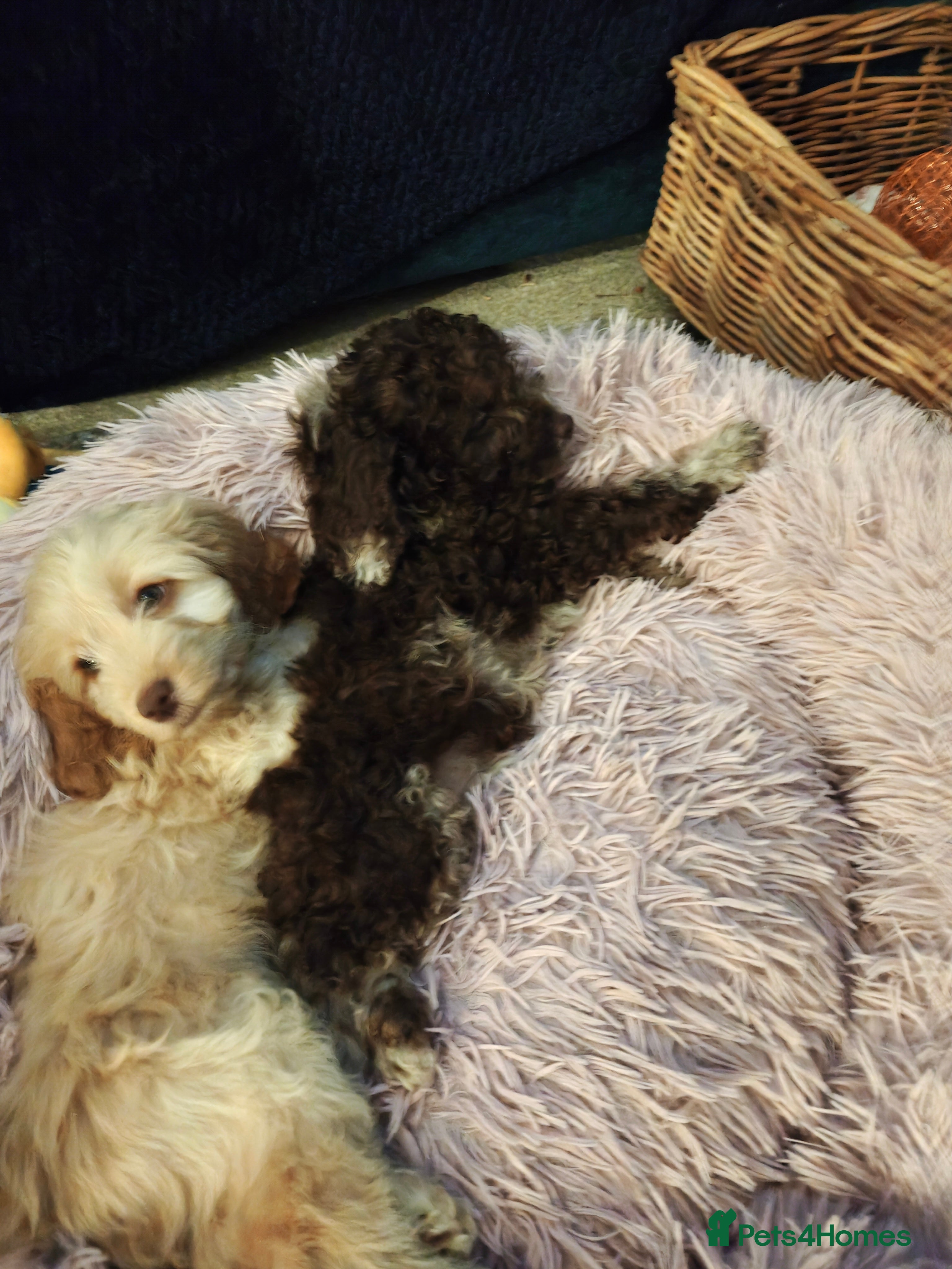 Cockapoo dogs Cockapoo READY FOR NEW HOME - Advert 4