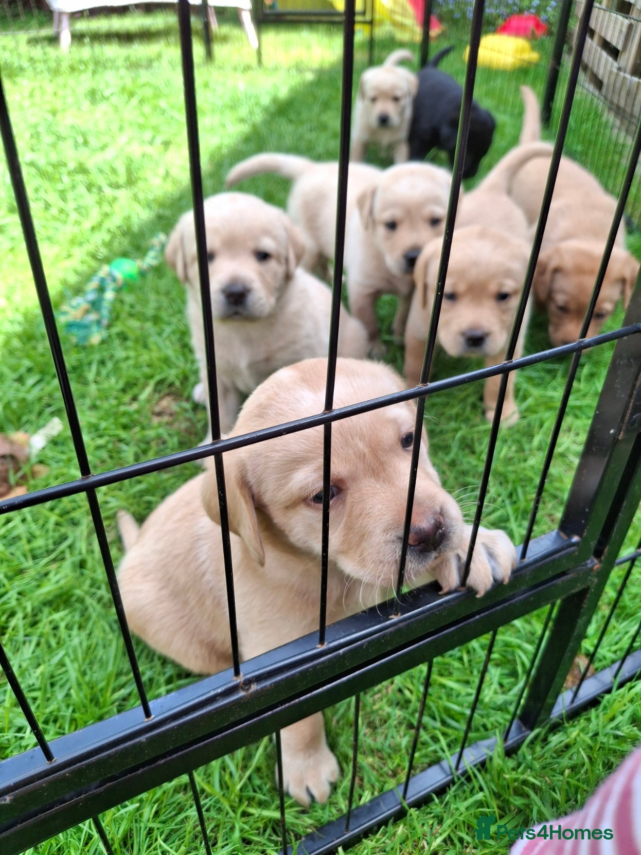 Labrador Retriever dogs Labrador Pups KC Reg.  - Advert 2