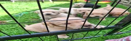 Labrador Retriever dogs for sale: Labrador Pups KC Reg.  - Advert 11
