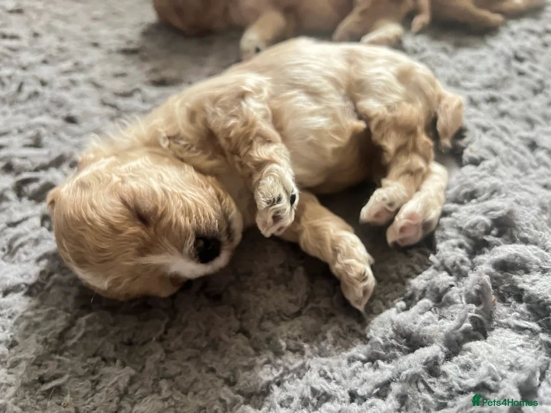 Maltipoo dogs for sale: family pet litter Mini Maltipoo puppies  - Advert 8