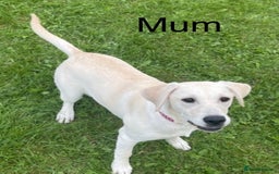 Labrador Retriever dogs for sale: 🐾 adorable Labrador Puppies- Taking Deposits Now - Image 13