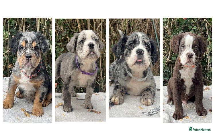 Olde English Bulldogge dogs - Advert 1
