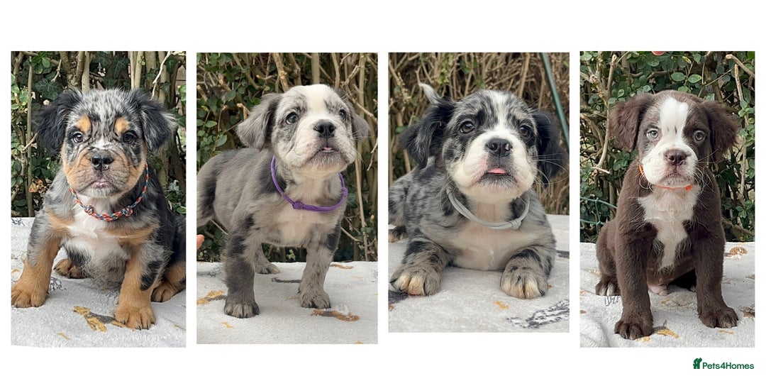 Olde English Bulldogge dogs for sale: MAMMUT OLDE ENGLISH BULLDOGS HEALTH TESTED  - Image 1