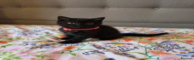 British Shorthair 5