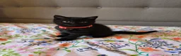 British Shorthair cats for sale: Ready to go British Shorthair kittens  - Advert 11
