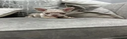 French Bulldog dogs for sale: French bulldogs  - Advert 5