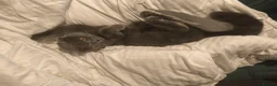 Mixed Breed cats for sale: Mixed Scottish fold and British long hair - Advert 3