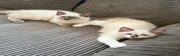 Ragdoll cats for sale: Ragdoll kittens ready to leave - Advert 1
