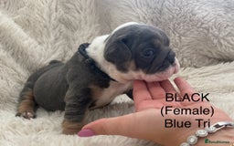 English Bulldog dogs for sale: English Bulldog Puppies - Image 6