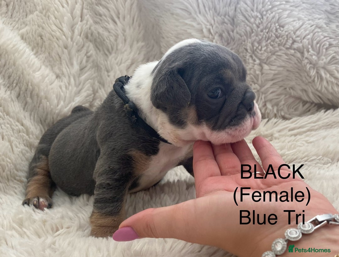 English Bulldog dogs for sale: English Bulldog Puppies - Image 6