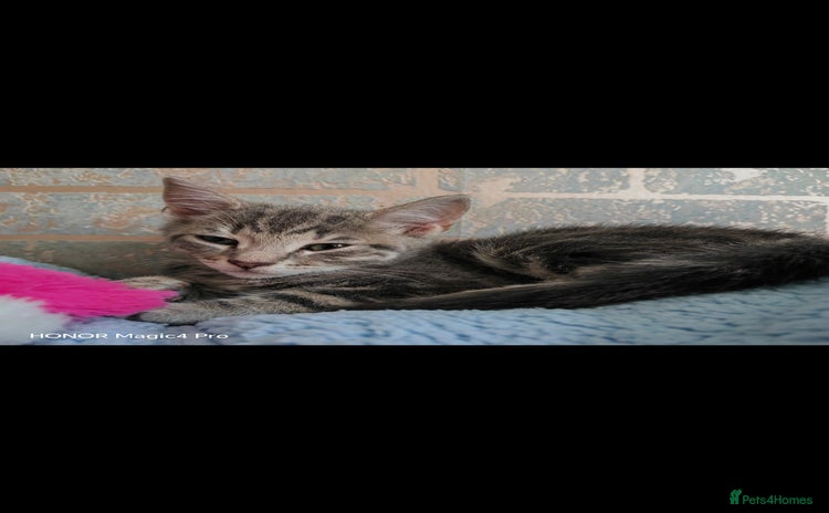 Domestic Shorthair cats - Advert 15