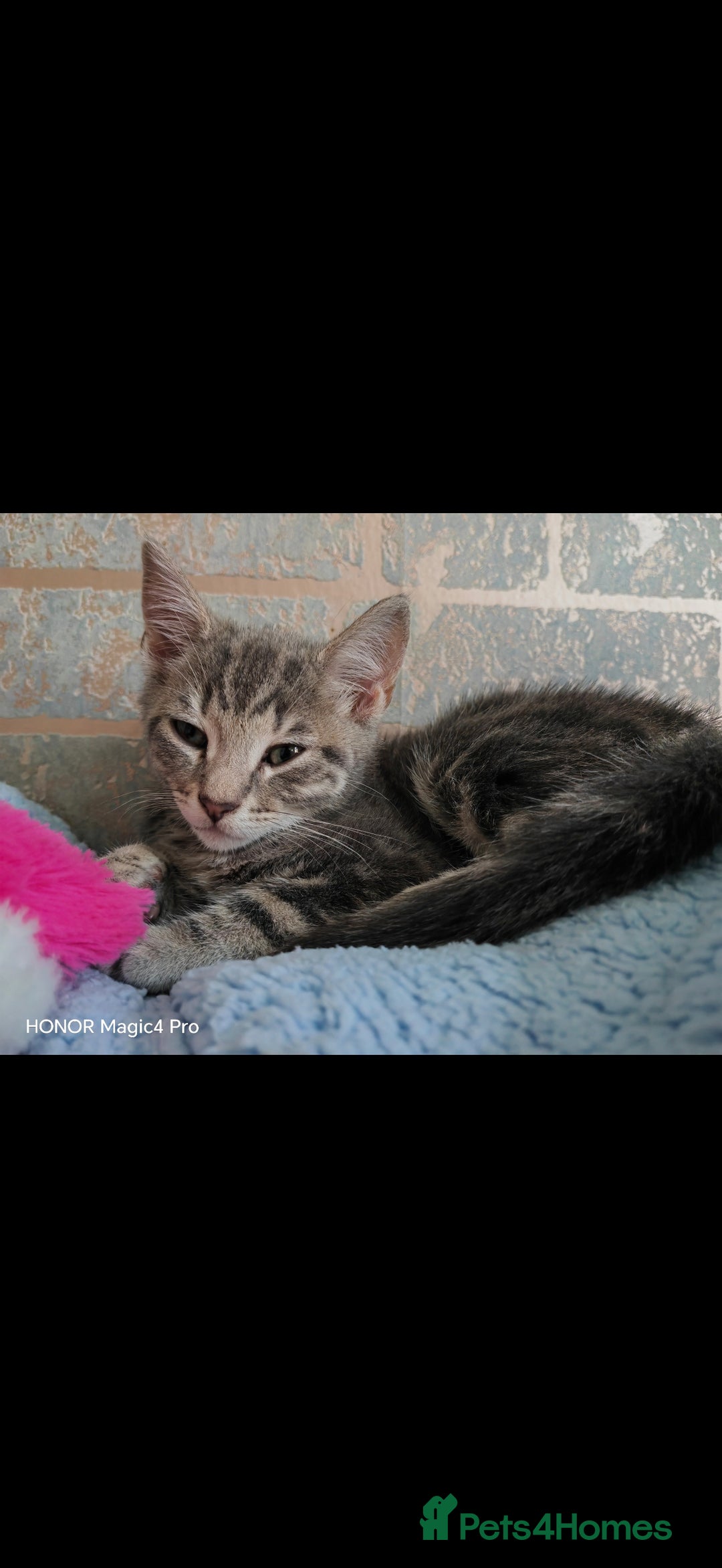 Domestic Shorthair cats for sale: Dobby - Image 1
