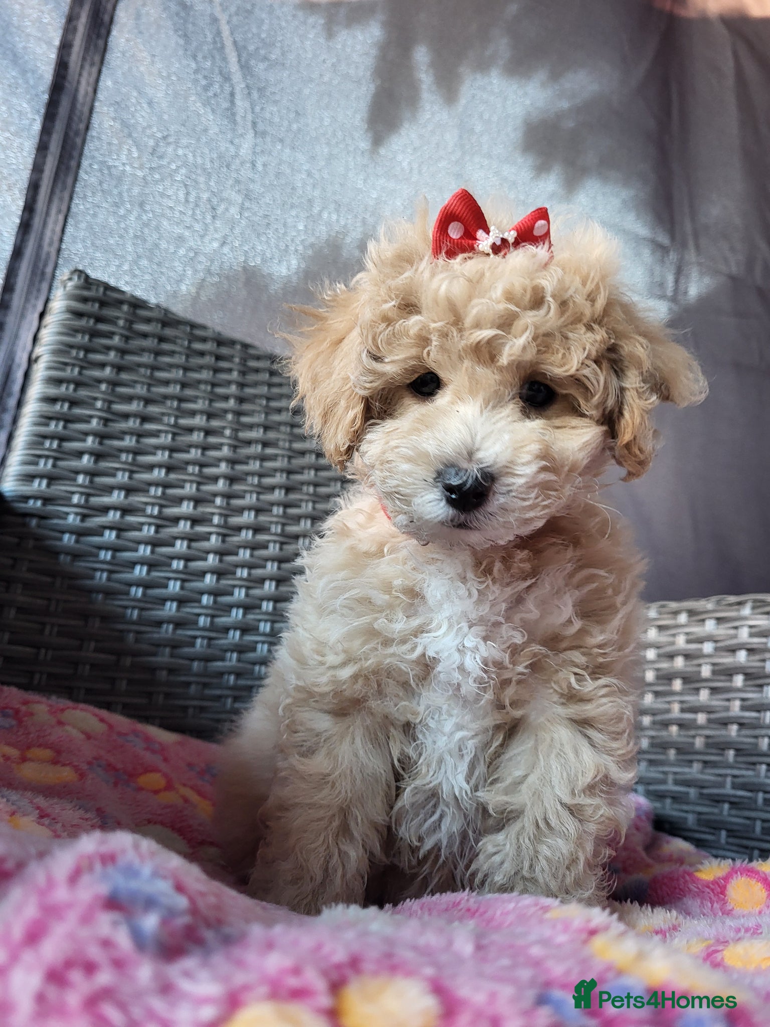 Poochon dogs Poochon  - Advert 1