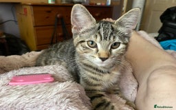 British Shorthair cats for sale:  4 Lovely Little One's - Image 12