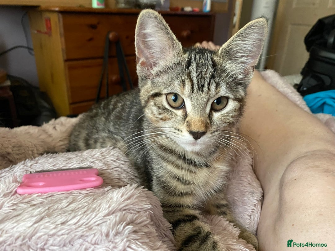 British Shorthair cats for sale:  4 Lovely Little One's - Image 12