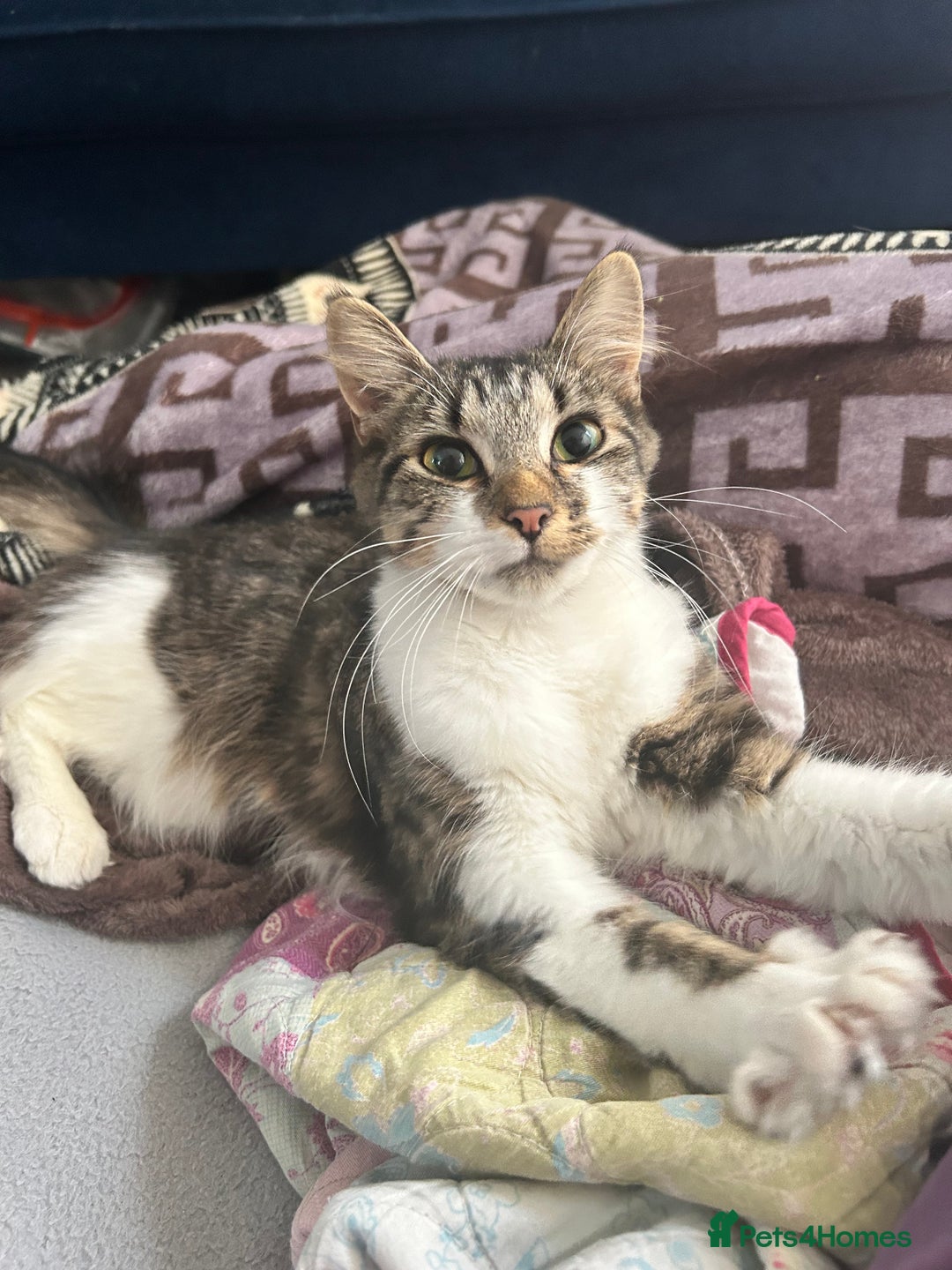Mixed Breed cats for sale: Tabby female just over a year old sweetheart  - Image 1
