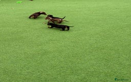 Miniature Dachshund dogs for sale: Beautiful dachshund puppies  - Advert 5