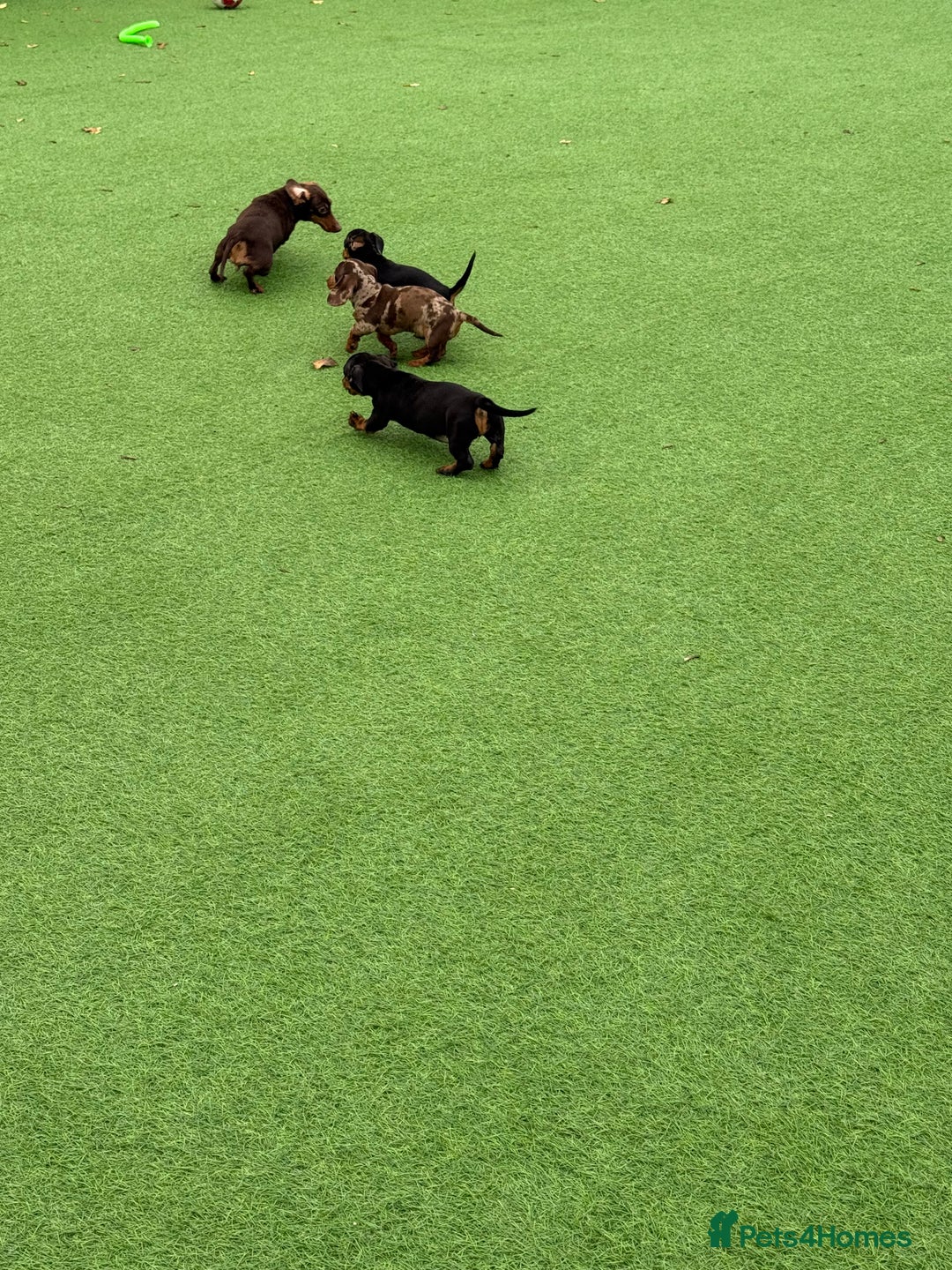 Miniature Dachshund dogs for sale: Beautiful dachshund puppies  - Advert 5
