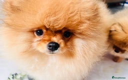 Pomeranian dogs for sale: 💗Last girl left! Royal Orange Pomeranian Pedigree - Image 29
