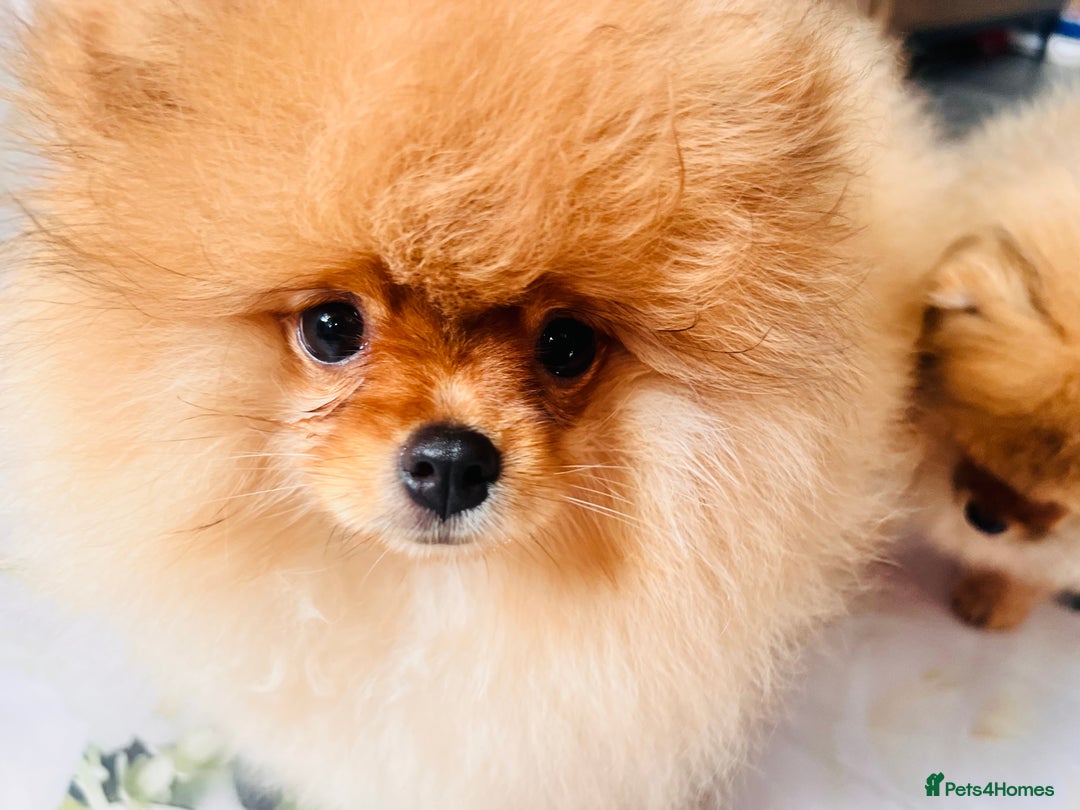 Pomeranian dogs for sale: 💗Last girl left! Royal Orange Pomeranian Pedigree - Image 29