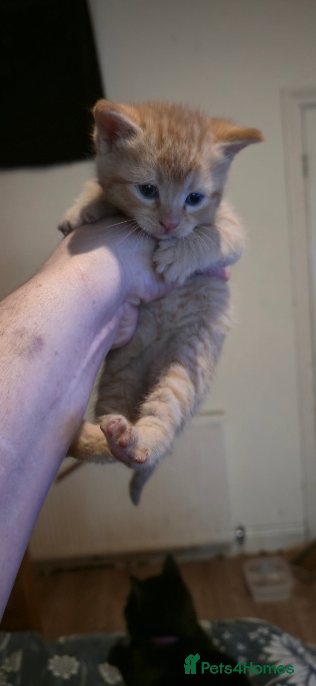 Mixed Breed cats for sale: 11 beautifull kittens ready for 14/01/2026 - Advert 3