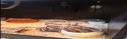 Corn Snake reptiles for sale: 2 year old female sun glow corn snake  in Winchelsea - Advert 4