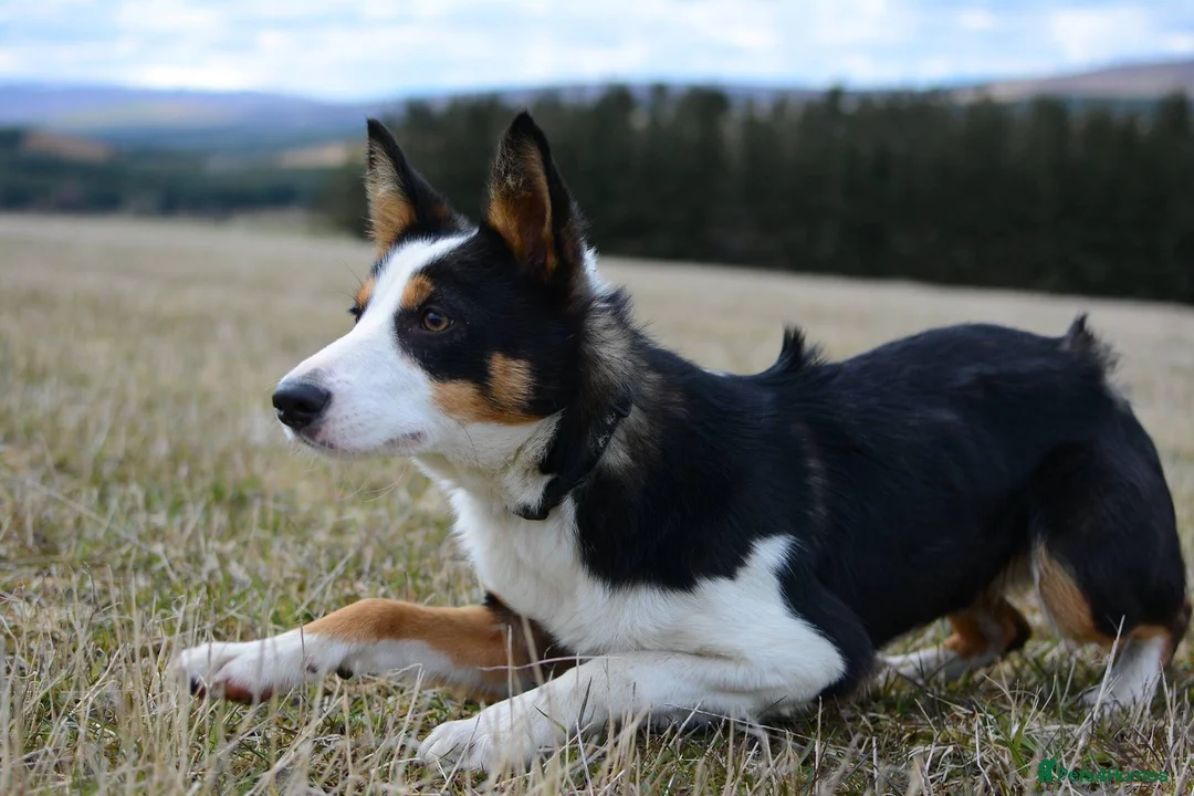 Mixed Breed dogs for sale: Collie x puppies - Advert 18