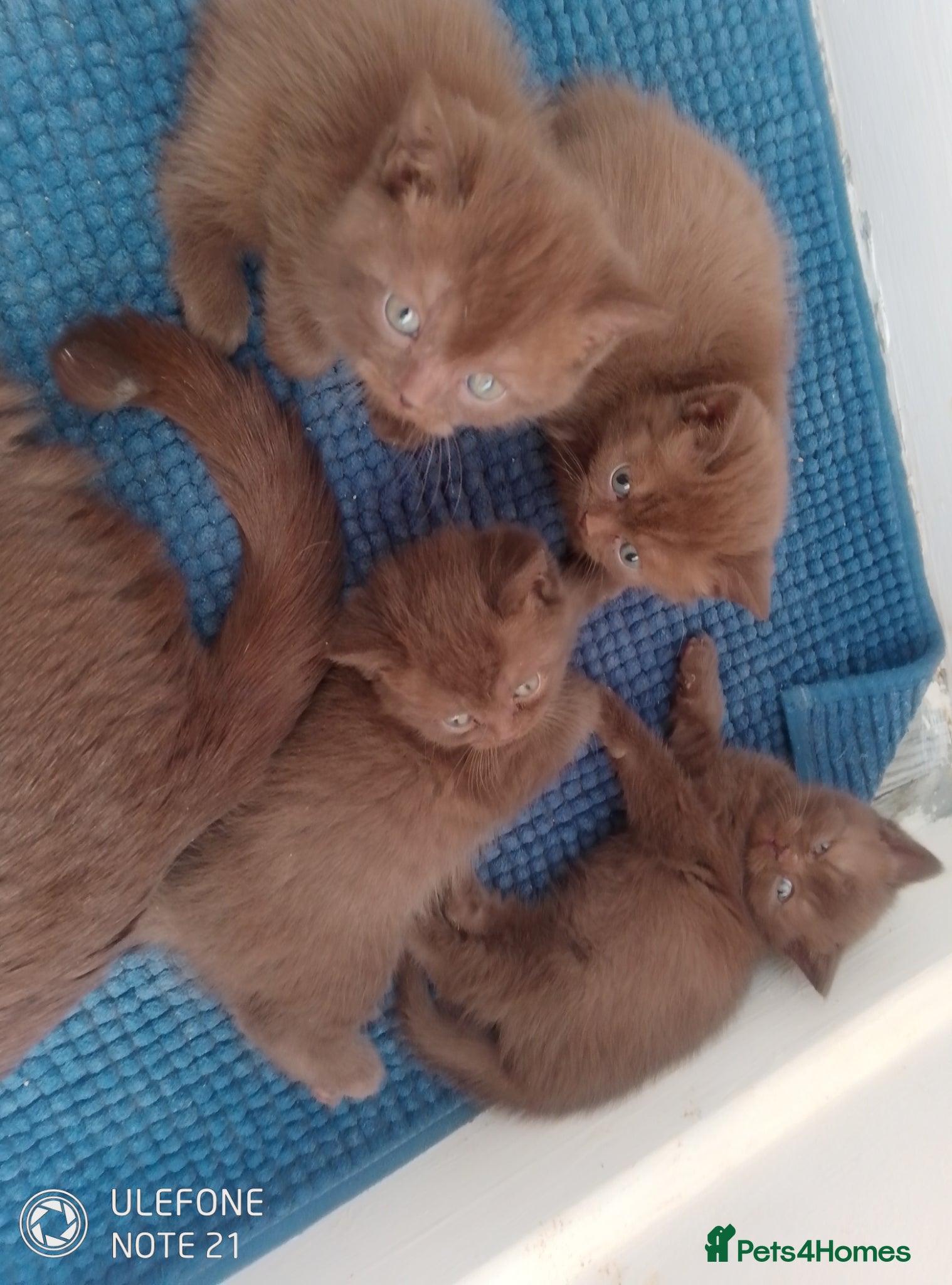 British Shorthair cats Beautiful Cinnamon Chocklate kittens  - Advert 11