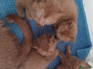 British Shorthair cats Beautiful Cinnamon Chocklate kittens - Advert 7