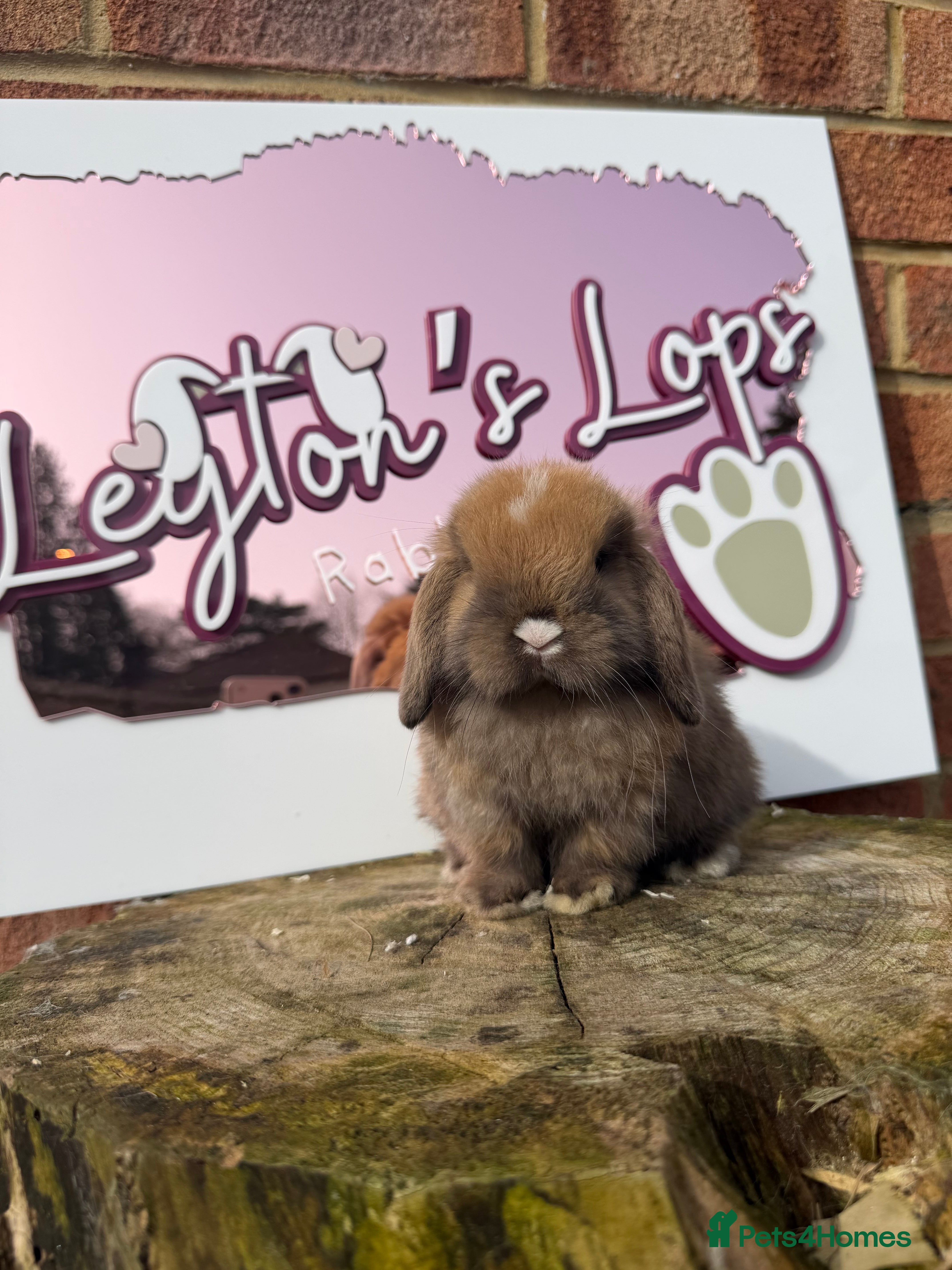 Mini Lop rabbits Mini lop does  - Advert 3