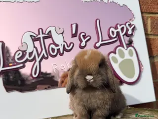 Mini Lop rabbits Mini lop does - Advert 6