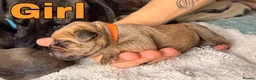 Mixed Breed dogs for sale: Cane Corso mixed breed puppies in London - Advert 7