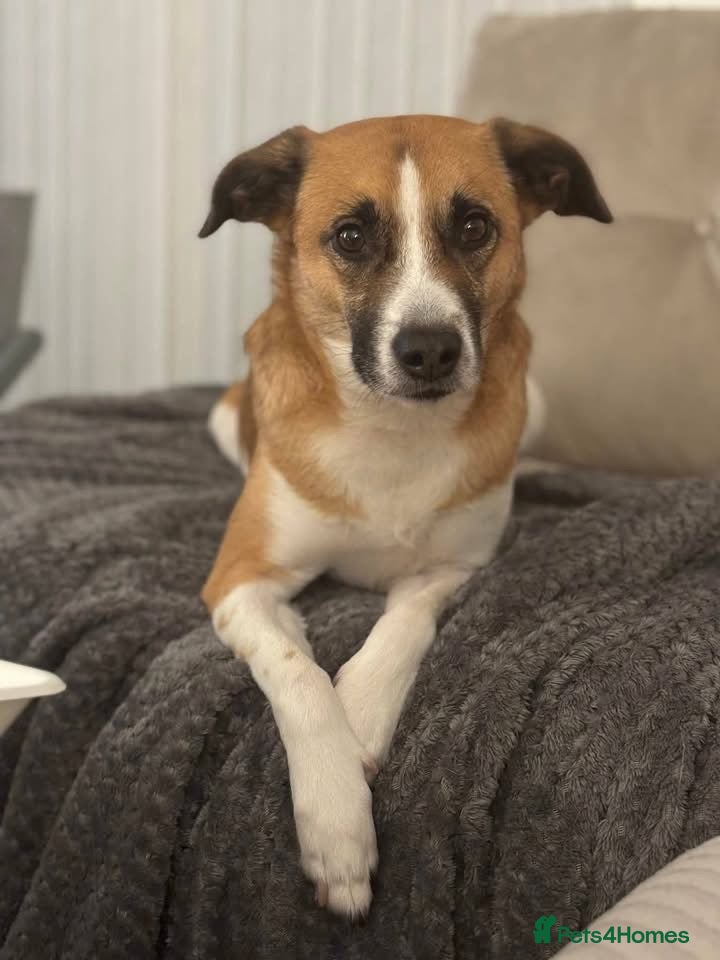 Mixed Breed dogs Scobby approx 5-6 years old  - Advert 5