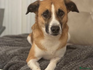 Mixed Breed dogs Scobby approx 5-6 years old - Advert 5