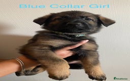 German Shepherd dogs for sale: Working Line German Shepherd Puppies – Cornwall - Image 9