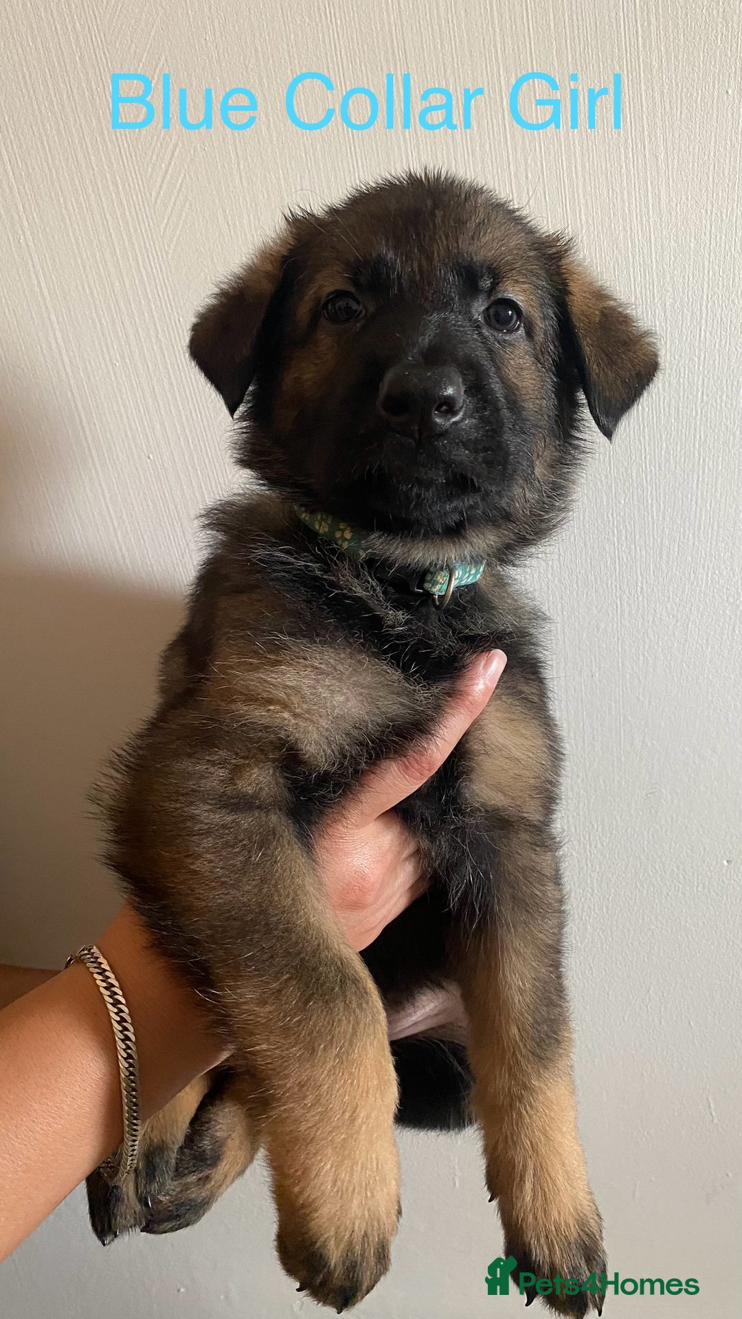 German Shepherd dogs for sale: Working Line German Shepherd Puppies – Cornwall - Image 9