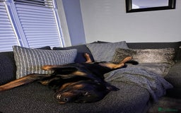Rottweiler dogs for stud: Big boy ALVIN - Image 21