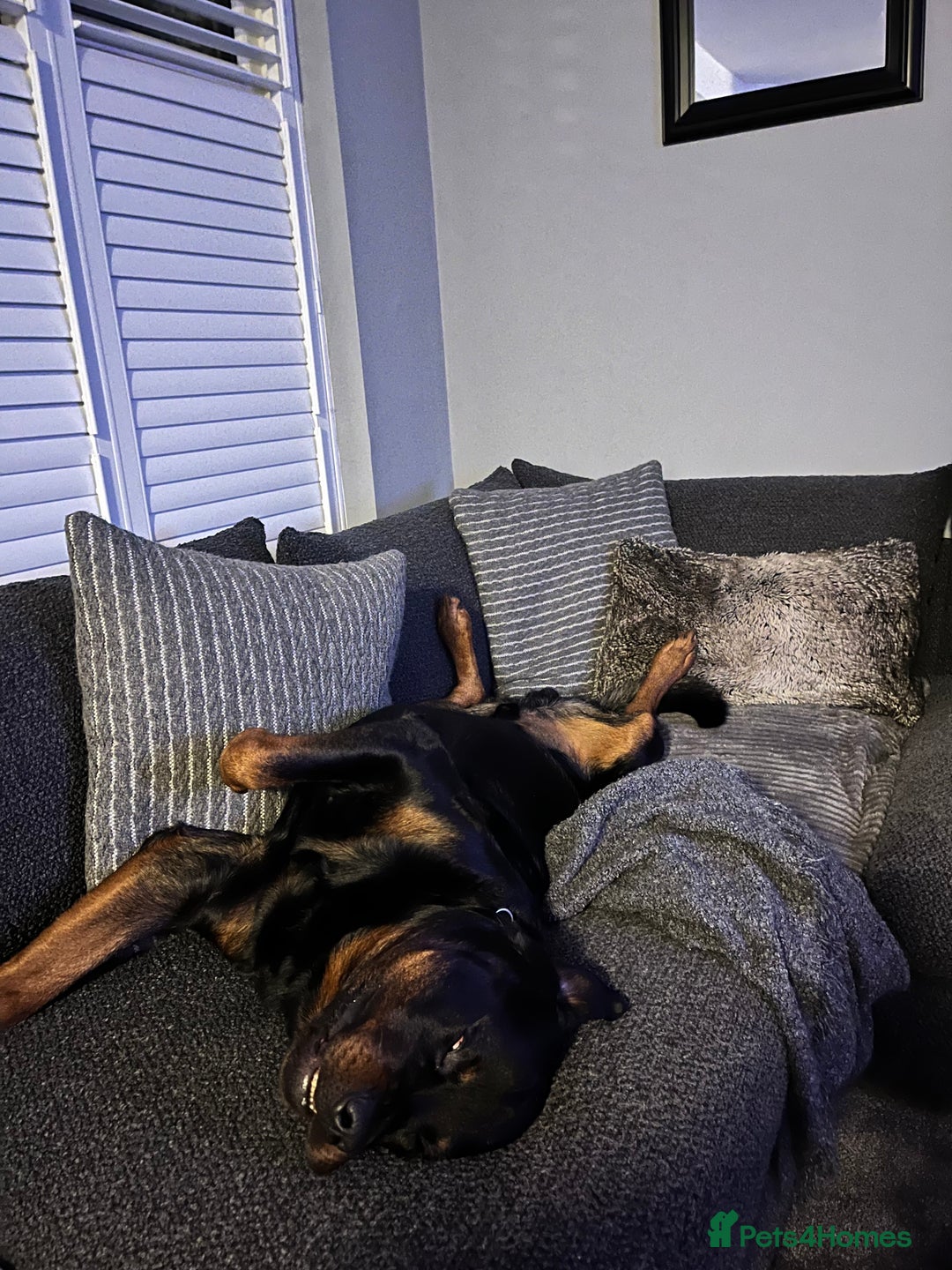 Rottweiler dogs for stud: Big boy ALVIN - Image 21