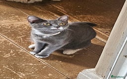 British Shorthair cats for sale: Mixed Domestic & British short-hair kittens £25 - Image 22
