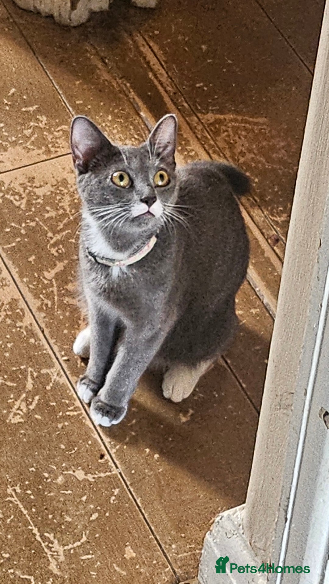 British Shorthair cats for sale: Mixed Domestic & British short-hair kittens £25 - Image 22