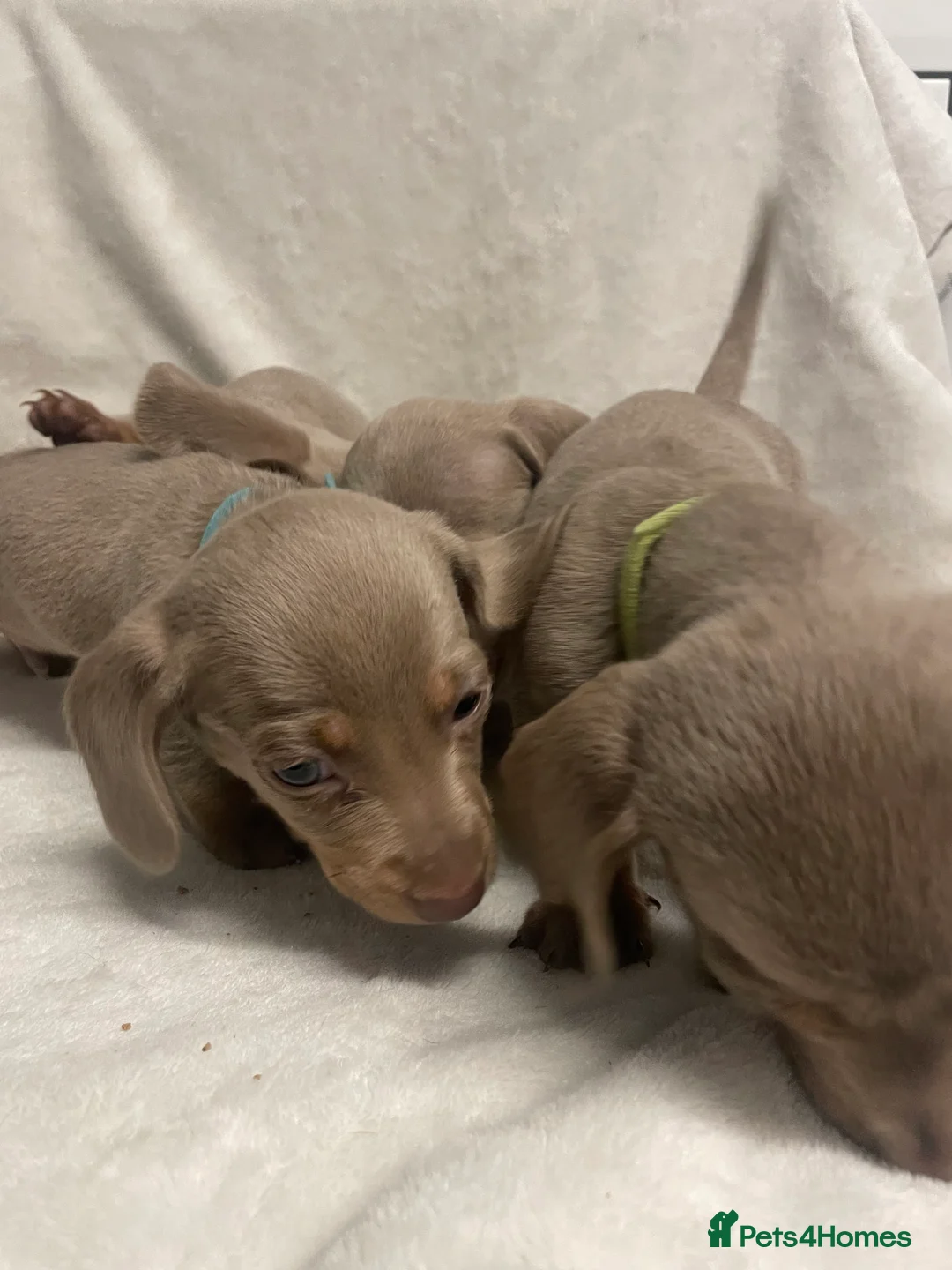 Dachshund dogs for sale: Isabella and tan miniature dachshunds  - Advert 14