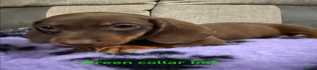 Chocolate and tan (green collar)