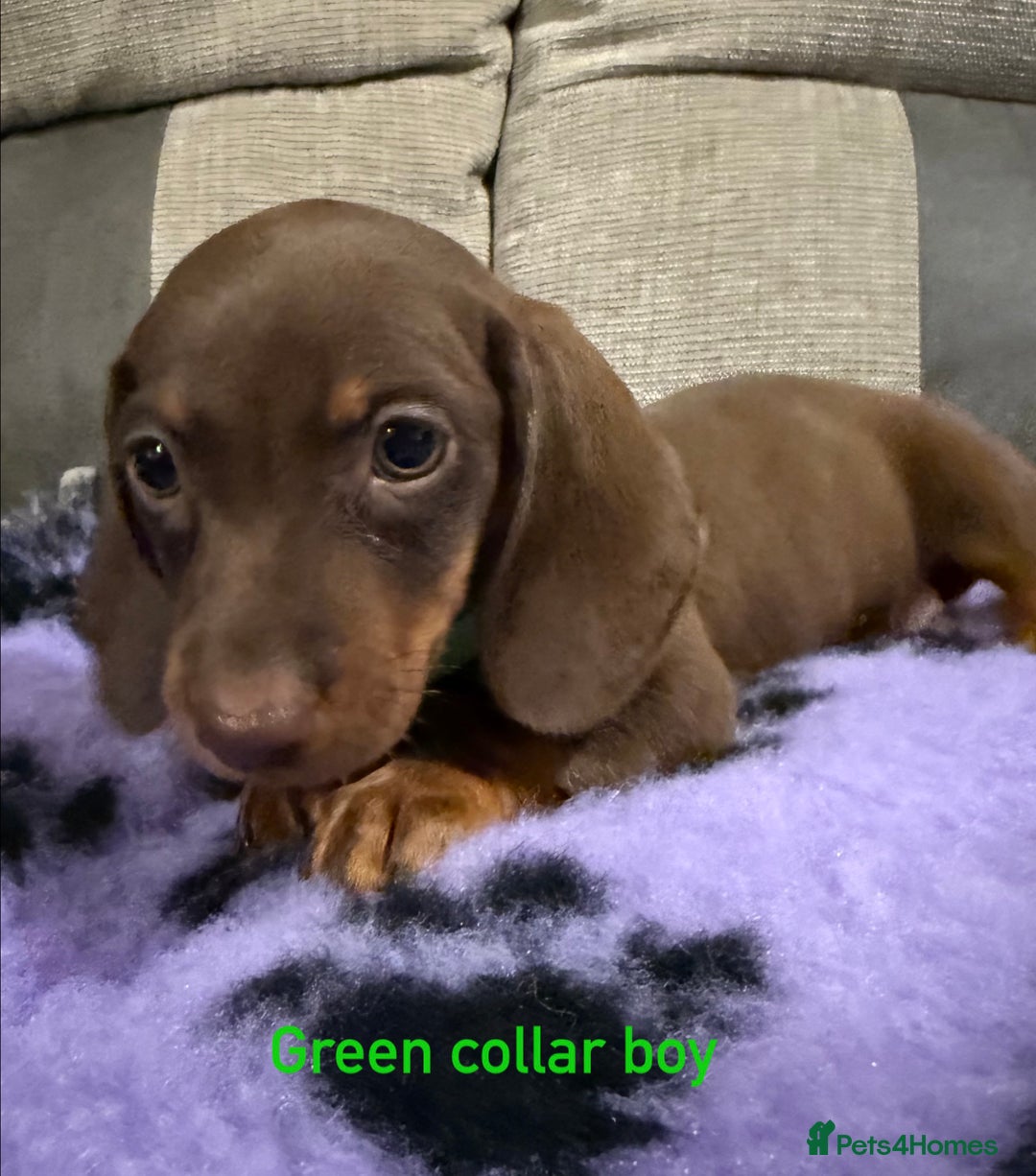 Miniature Dachshund dogs for sale: 3 chocolate and tan miniature dachshund puppies - Image 4