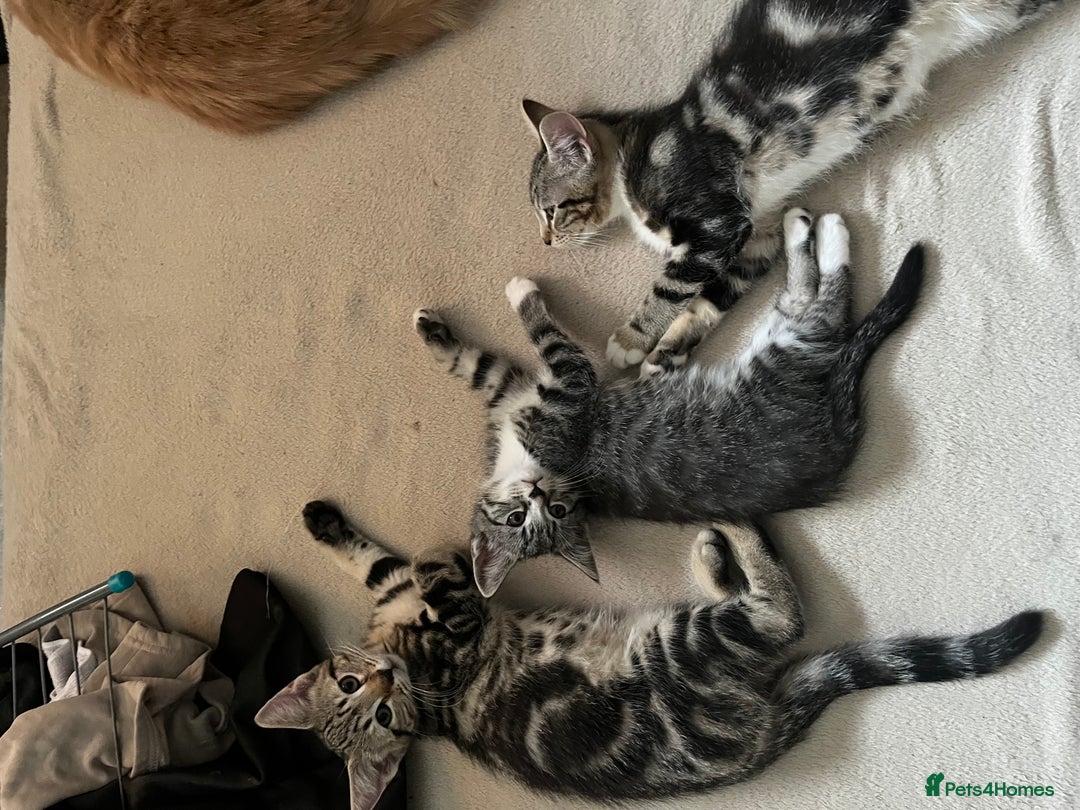 Maine Coon cats for sale: Adorable Kittens - Image 7