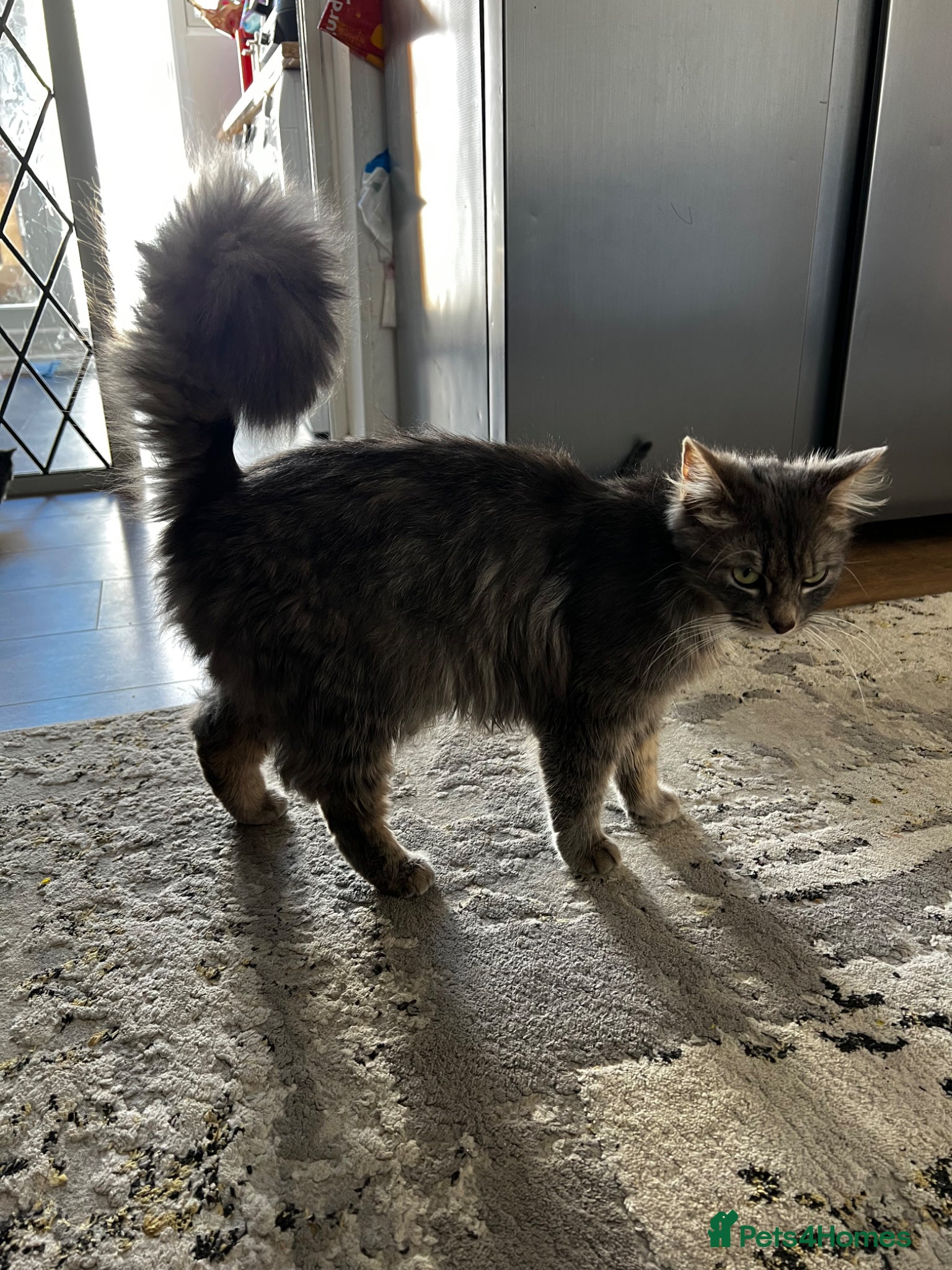Mixed Breed cats 5 beautiful kittens (1 boy and 4 girls) - Advert 2